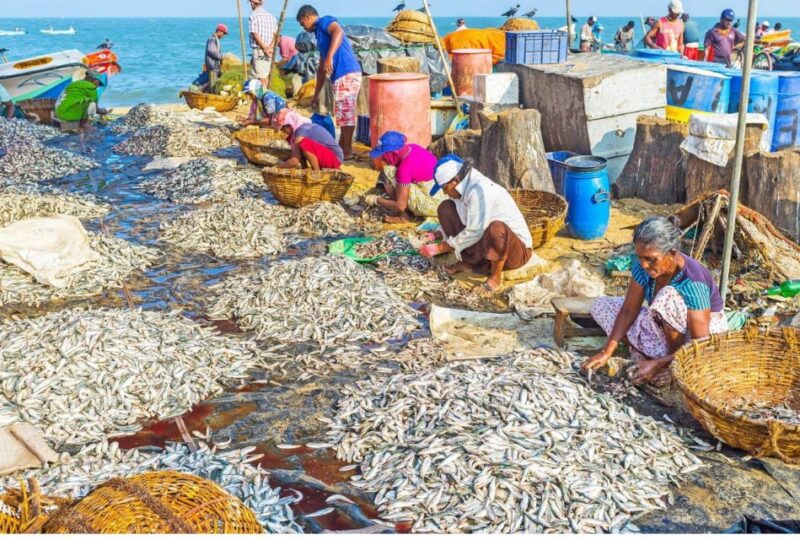 From Colombo: Lagoon Bliss: Dutch Canal Delight - Observing Local Fishermen