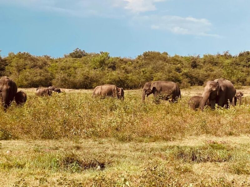 From Colombo: Minneriya / Kaudulla National Park Jeep Safari - Inclusions and Exclusions