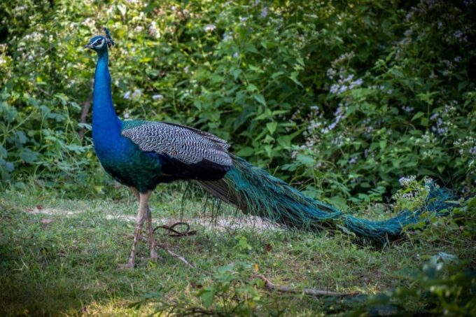 From Colombo: Minneriya / Kaudulla National Park Jeep Safari - What to Expect on the Safari