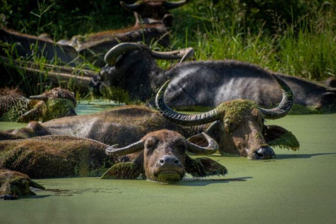 From Colombo: Minneriya / Kaudulla National Park Jeep Safari - Additional Information