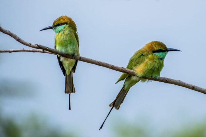 From Colombo: Minneriya / Kaudulla National Park Jeep Safari - Frequently Asked Questions