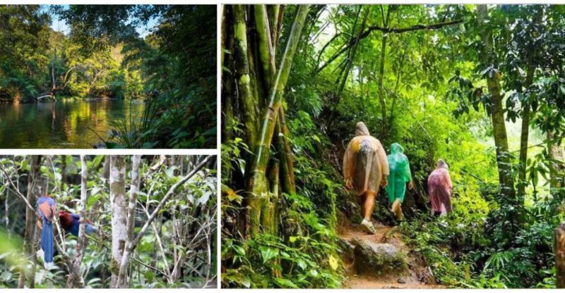 From Colombo-Negombo-Bentota-Kalutara: Sinharaja Hike - Itinerary Details