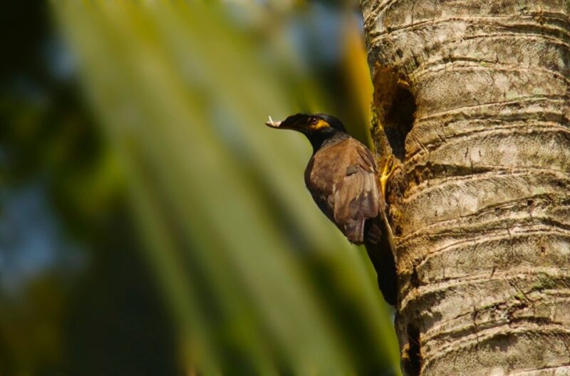 From Colombo-Negombo-Bentota-Kalutara: Sinharaja Hike - Tour Highlights