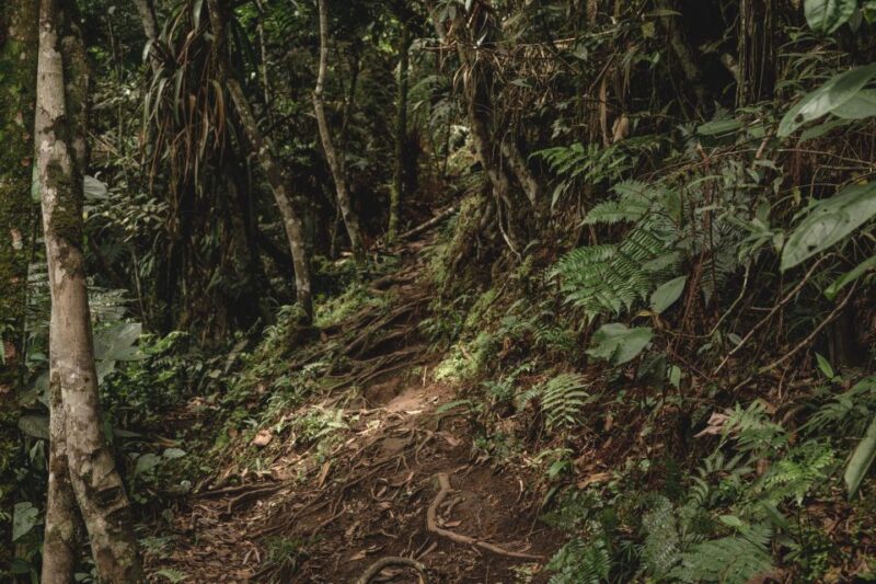 From Colombo-Negombo-Bentota-Kalutara: Sinharaja Hike - Inclusions