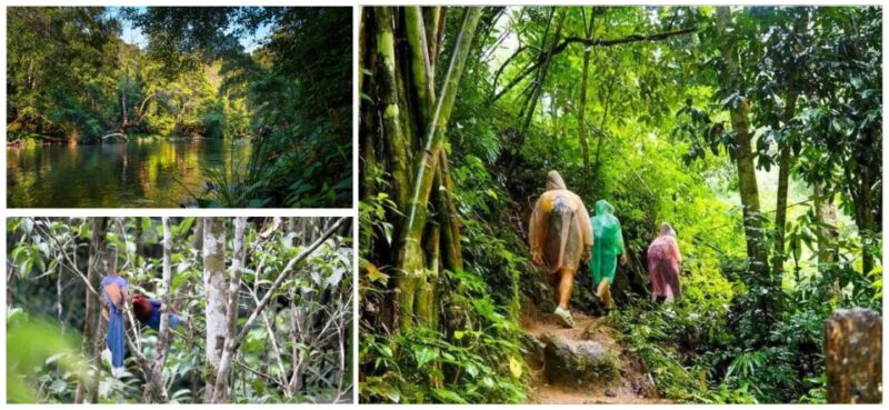 From Colombo-Negombo-Bentota-Kalutara: Sinharaja Hike - Participant Restrictions