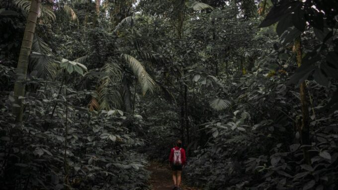 From Colombo-Negombo-Bentota-Kalutara: Sinharaja Hike - Booking and Payment