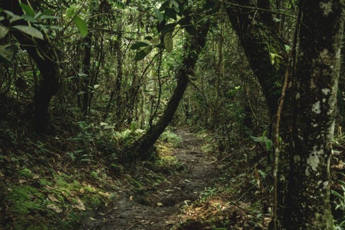 From Colombo-Negombo-Bentota-Kalutara: Sinharaja Hike - Frequently Asked Questions
