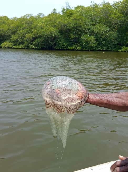 From Colombo/Negombo: Galle, Madu River, and Turtle Hatchery - Key Points