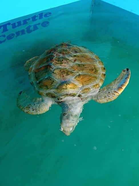 From Colombo/Negombo: Galle, Madu River, and Turtle Hatchery - An Overview of the Tour