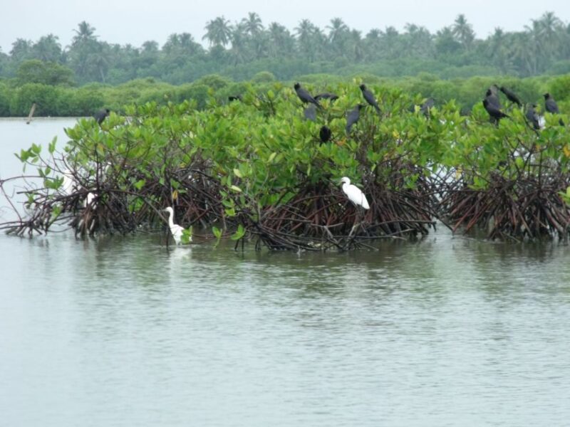 From Colombo: Negombo Lagoon (Mangrove )Boat Excursion - Participant Restrictions