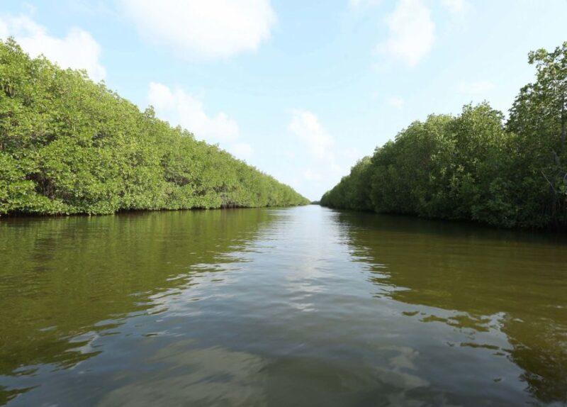 From Colombo: Negombo Lagoon (Mangrove )Boat Excursion - Customer Feedback