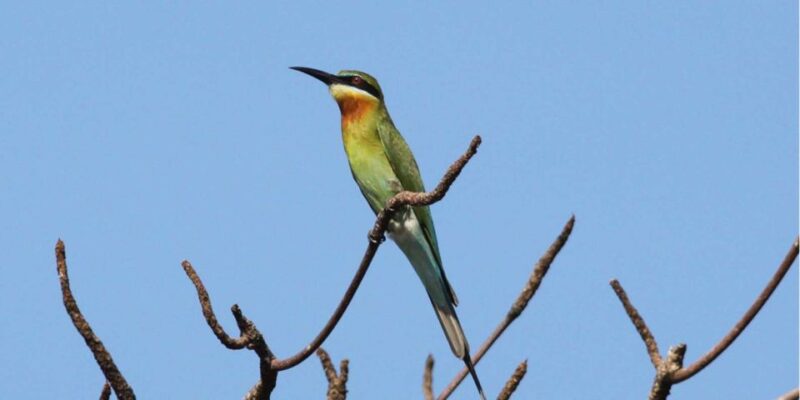 From Colombo/Negombo: Muthurajawela Bird Watching Day Trip - Wildlife Experience