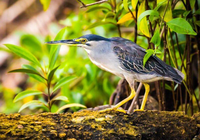 From Colombo/Negombo: Muthurajawela Bird Watching Day Trip - Departure and Return Times