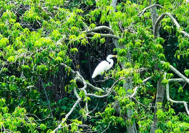 From Colombo/Negombo: Muthurajawela Bird Watching Day Trip - What to Bring