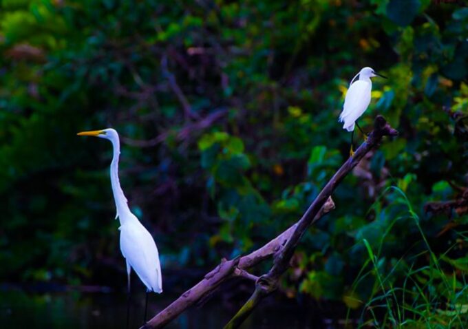 From Colombo/Negombo: Muthurajawela Bird Watching Day Trip - Frequently Asked Questions