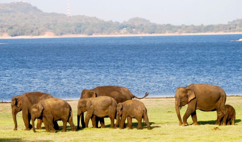 From Colombo: Private Minneriya National Park Day Safari - Key Points