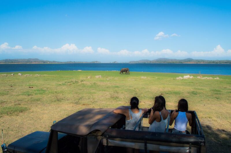 From Colombo: Private Minneriya National Park Day Safari - Itinerary and Experience