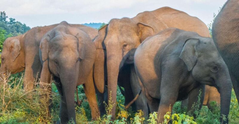 From Colombo: Private Minneriya National Park Day Safari - Inclusions and Exclusions