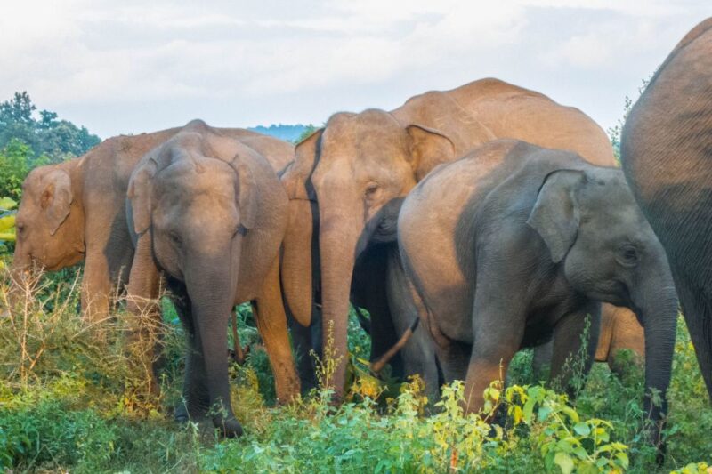 From Colombo: Private Minneriya National Park Day Safari - Important Information and Requirements