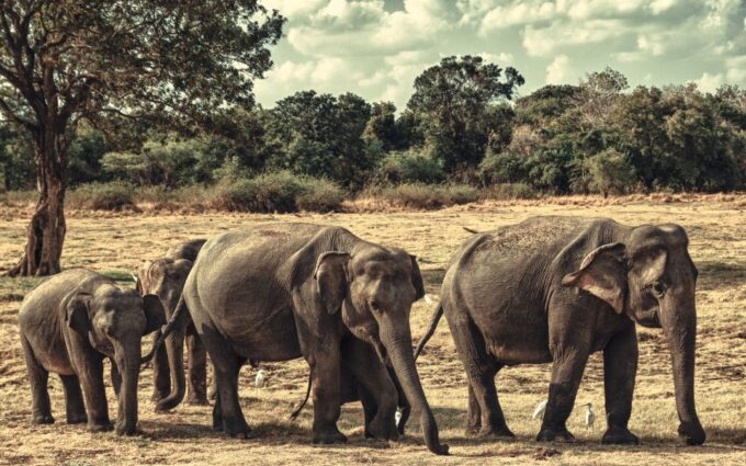 From Colombo: Private Minneriya National Park Day Safari - Park Wildlife and Sightings