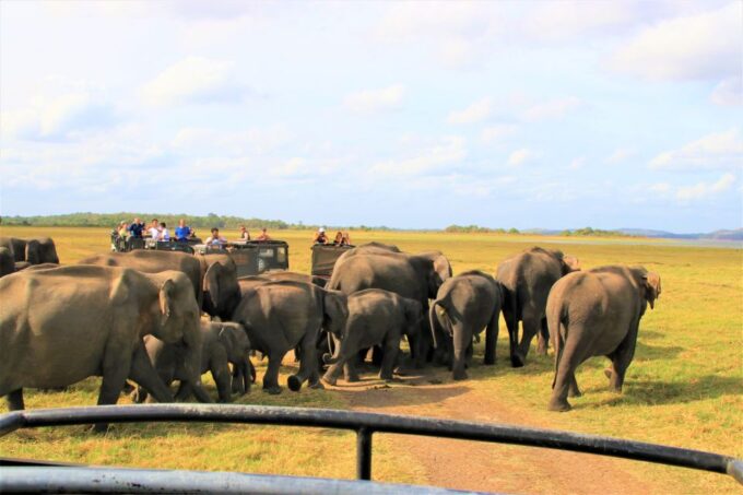 From Colombo: Private Minneriya National Park Day Safari - Transportation and Logistics