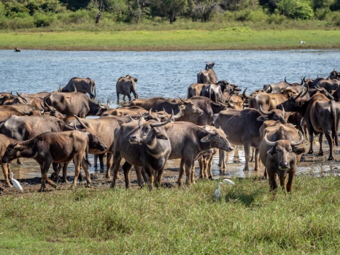 From Colombo: Private Minneriya National Park Day Safari - Booking and Cancellation Policy