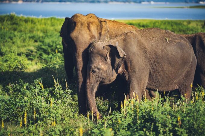 From Colombo: Private Minneriya National Park Day Safari - Frequently Asked Questions