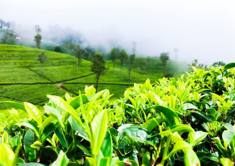 From Colombo: Private Overnight Trip to Nuwara Eliya - Day 2 Activities