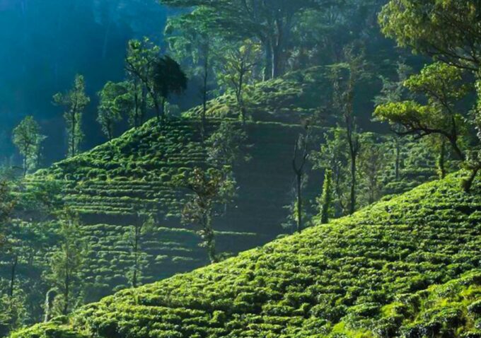From Colombo: Private Overnight Trip to Nuwara Eliya - Frequently Asked Questions