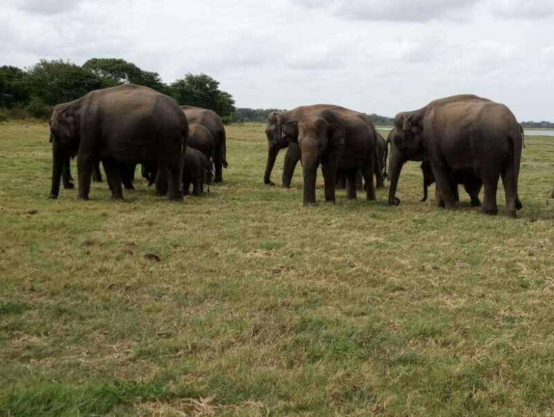 From Colombo: Sigiriya / Dambulla & Safari Day Tour - Frequently Asked Questions