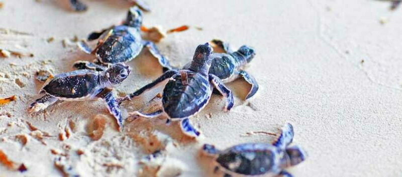 From Colombo to Galle Fort and Unawatuna Beach Day Trip - The Sum Up: Is This Tour Right for You?