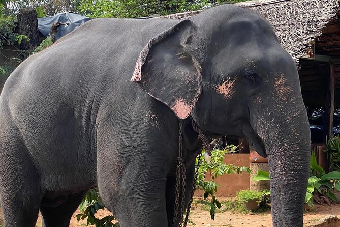 From Colombo to Sigiriya Lion Rock & Minneriya Half Day Safari - Booking and Pricing