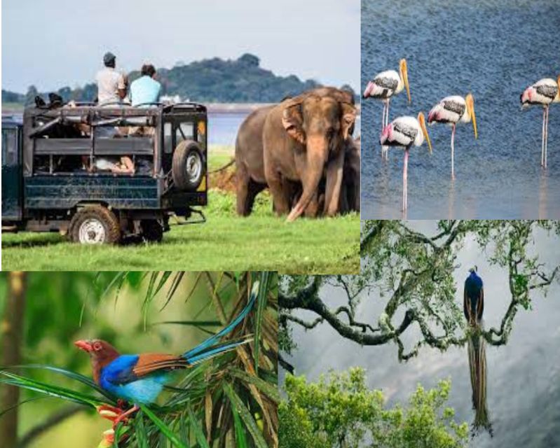 From Colombo To Yala National Park Safari Tour - Itinerary and Transportation