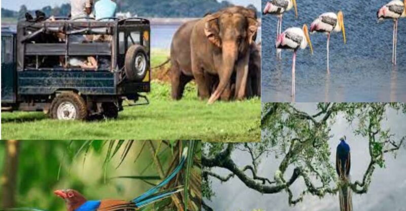 From Colombo To Yala National Park Safari Tour - Wildlife Experience
