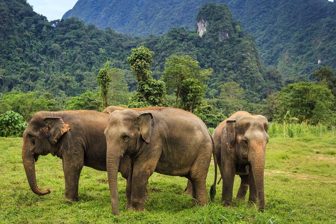From Colombo: Udawalawa National Park Wildlife Safari - Participant Guidelines