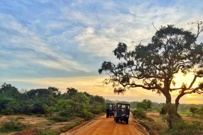 From Colombo: Udawalawa National Park Wildlife Safari - Reviews and Ratings