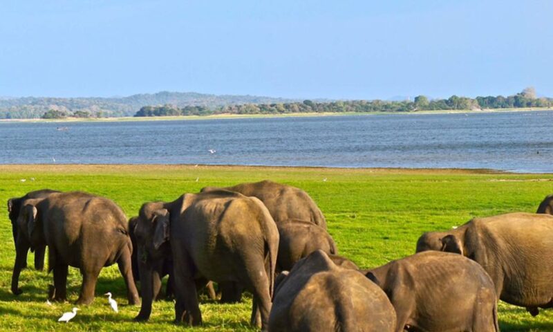 From Colombo: Udawalawa Safari & Elephant Transit Home Tour - Key Points