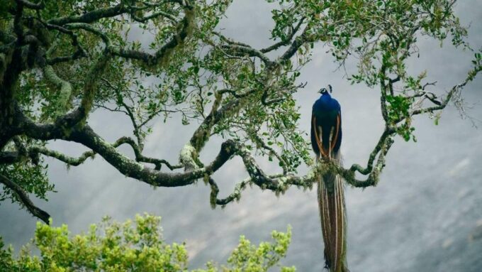 From Colombo: Udawalawa Safari & Elephant Transit Home Tour - Inclusions