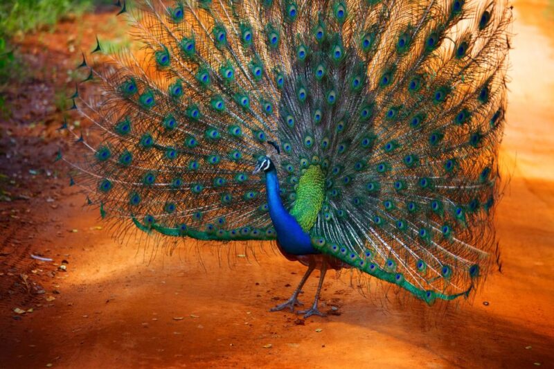 From Colombo : Yala National Park Safari Tour - Key Points