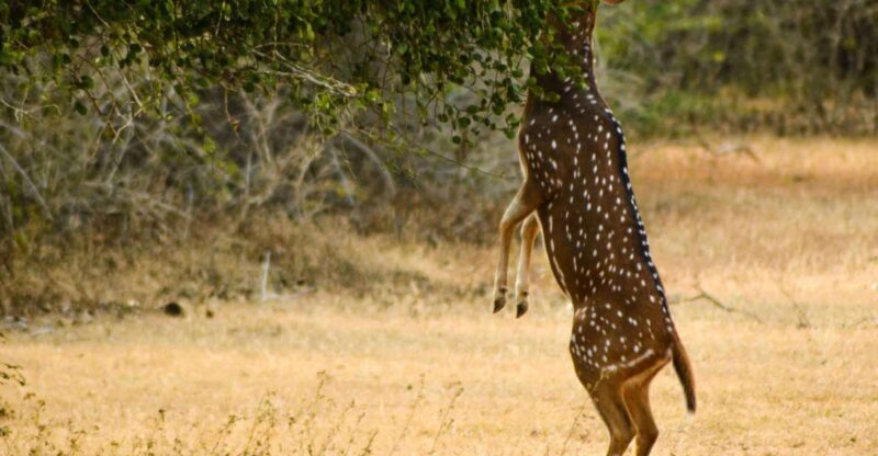 From Colombo : Yala National Park Safari Tour - Wildlife Experience
