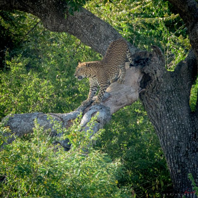From Colombo : Yala National Park Safari Tour - Participant Restrictions