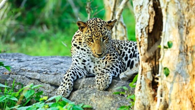 From Colombo : Yala National Park Safari Tour - Recap