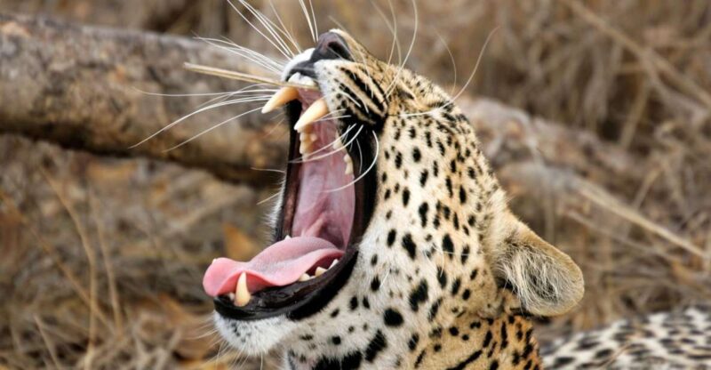 From Colombo: Yala National Park Safari With Transfer - Itinerary