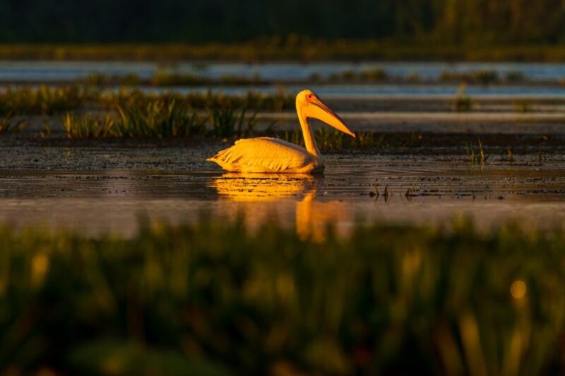 From Constanta: Day Trip to the Danube Delta - Key Points