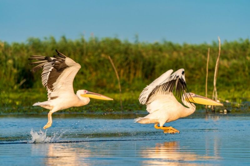 From Constanta: Day Trip to the Danube Delta - Wildlife Experience