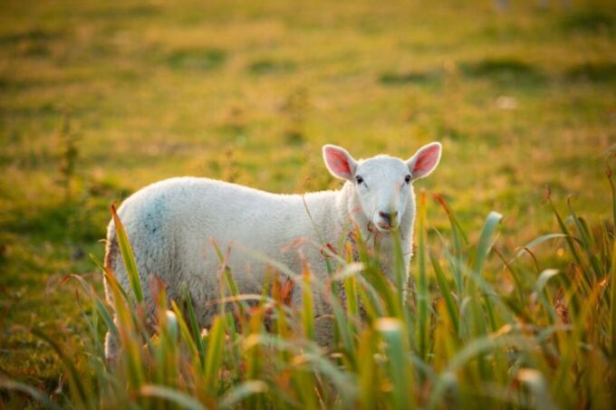 From Cork: 9-Hour Guided Ring of Kerry and Killarney Tour - Likely to Sell Out