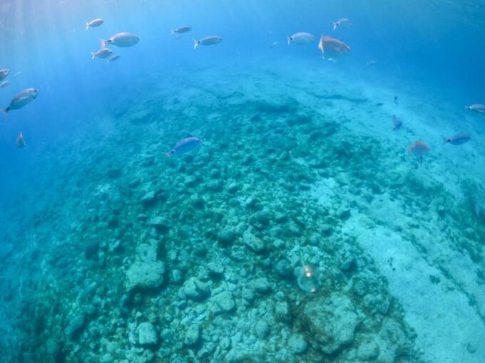 From Corralejo: Lobos Island Boat and Snorkel Activity - What to Bring and Prepare