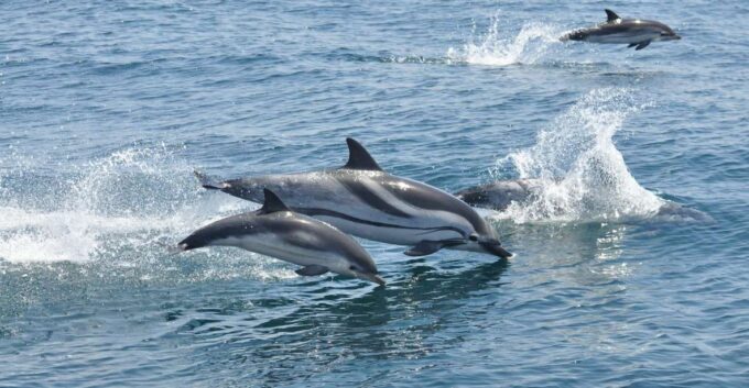 From Costa Del Sol: Gibraltar Dolphin Watching by Boat - Culinary Delights in Gibraltar