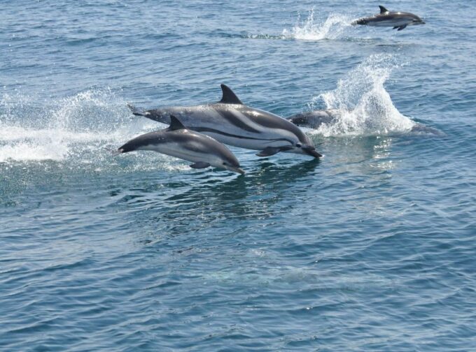 From Costa Del Sol: Gibraltar Dolphin Watching by Boat - Whats Included and Excluded
