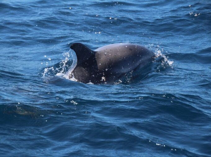 From Costa Del Sol: Gibraltar Dolphin Watching by Boat - Frequently Asked Questions